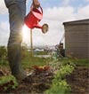 Watering flowers