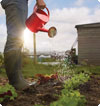Person watering garden