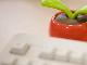Keyboard and plant