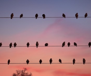 Birds resting on power lines